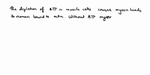 the-depletion-of-atp-in-muscle-cells-causes-____-myosin-heads-to-remain-bound-to-actin-calcium-ions-to-be-released-from-the-sarcoplasmic-reticulum-myosin-binding-sites-on-actin-to-be-blocked-66424