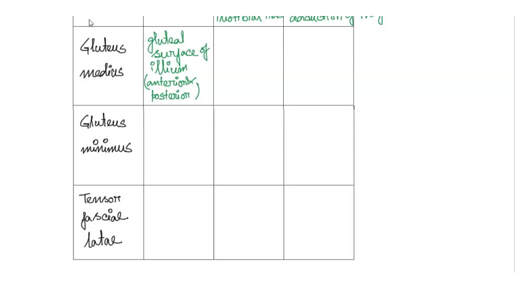 SOLVED The muscles known as the gluteus medius and gluteus minimus