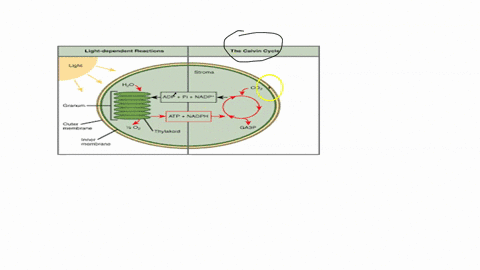 what-is-the-source-of-electrons-in-the-electron-transport-chain-in-the-light-dependent-reactions-of-photosynthesis-55694