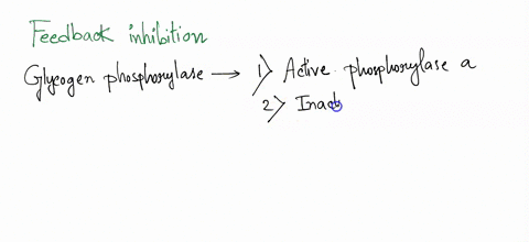 inhibition-of-muscle-glycogen-phosphorylase-by-glucose-6-phosphate-is-an-example-of-what-kind-of-inhibition-allosteric-heterotropic-activation-allosteric-homotropic-inhibition-feedback-inhib-69748