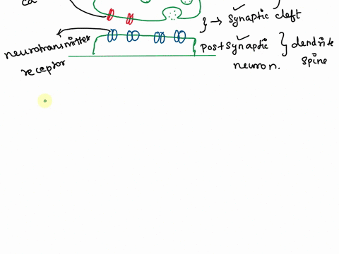 describe-the-structures-of-a-chemical-synapse-and-explain-how-they-transmit-an-action-potential-from-one-cell-to-another-87627