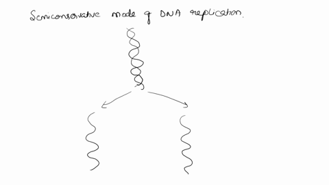 dna-replication-is-called-semiconservative-because-a-no-extra-nucleotides-are-incorporated-into-the-replicated-dna-molecules-b-both-of-the-resulting-dna-molecules-are-composed-of-new-strands-68281