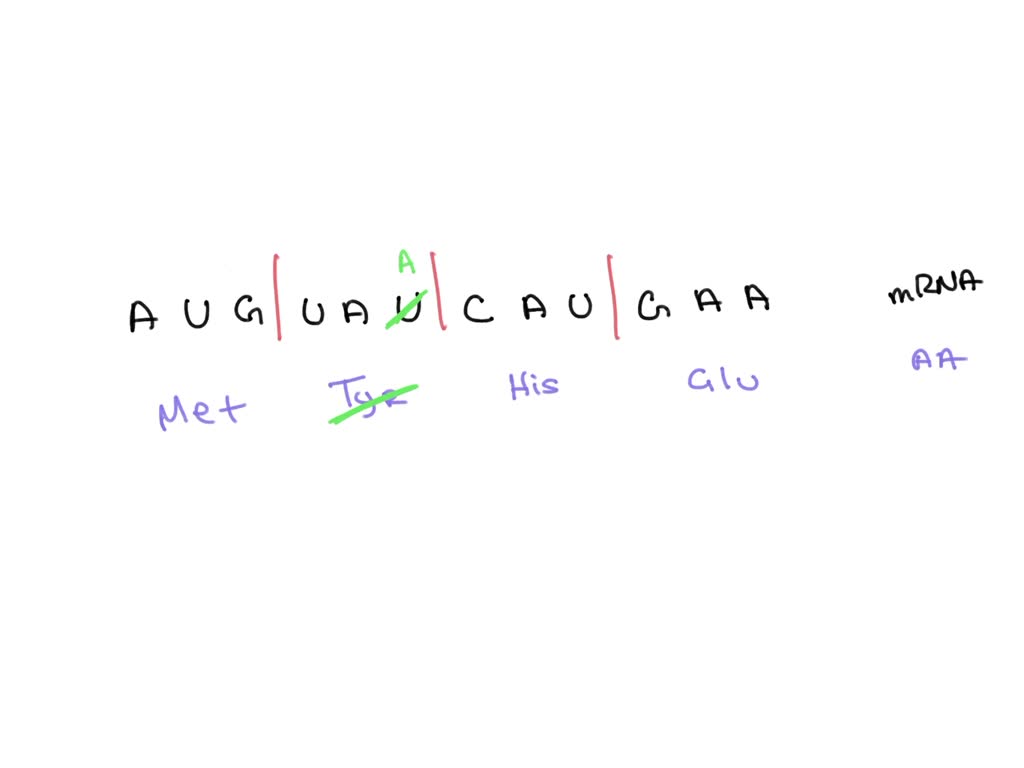 Nucleotide Sequence Code SOLVED: One sequence of nucleotides can produce several variants of ...