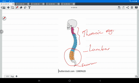 kay-is-complaining-of-lower-back-pain-what-is-the-medical-term-used-to-describe-the-lower-back-56554