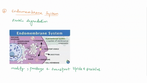 describe-the-function-each-of-the-following-organelles-nucleus-chloroplast-cytoskeleton-chlorophyll-nuclear-envelope-plasma-membrane-endomembrane-systeml-rough-endoplasmic-reticulum-smooth-e-12602