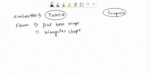 how-are-a-patella-and-scapula-similar-in-form-and-function-05575