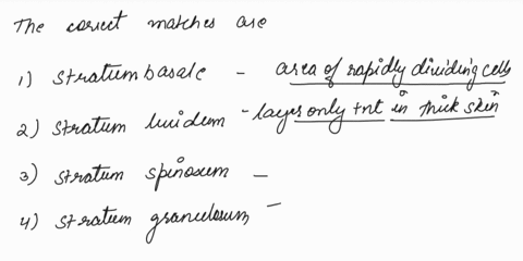 match-the-layer-of-the-epidermis-with-the-correct-description-1-stratum-basale-single-layer-of-cells-2-stratum-lucidum-layer-only-present-in-thick-skin-3-stratum-spinosum-contains-melanocyte-90292