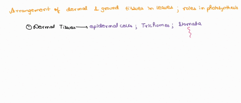 how-does-the-arrangement-of-dermal-tissue-and-ground-tissue-serve-the-leaves-which-are-said-to-be-ideally-suited-for-photosynthesis-78522