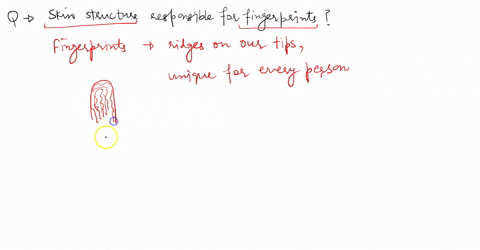 which-skin-structure-is-responsible-for-fingerprints-29765