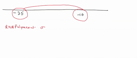 the-transcription-factors-would-recognize-and-bind-to-nucleotides-between-the-positions-v1to-33-1t0-25-26-t0-33-1t0-55-remember-that-transcription-factors-bind-to-consensus-sequences-within-33189
