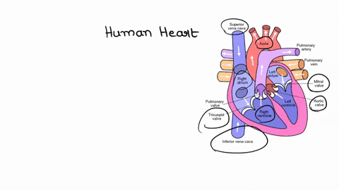 (a) Draw a labeled diagram showing internal structure of...