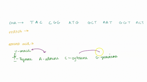 Worksheet 8 gene expression and dna technology 15 points...