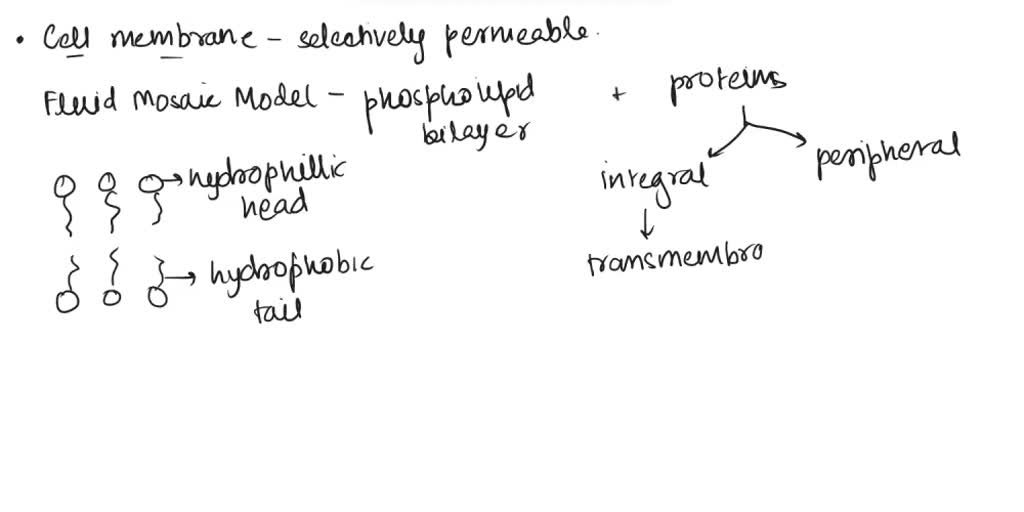 SOLVED: How do proteins affect semi-permeability and membrane transport ...