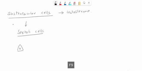 which-of-the-following-is-not-a-function-of-sustentacular-cells-absorb-sloughed-cytoplasm-from-developing-spermatocytes-maintain-a-blood-testis-barrier-secrete-testosterone-stimulate-spermat-89553