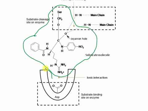 q-the-figure-shows-enzyme-action-upon-a-chromogenic-substrate-substance-that-changes-color-which-6-features-are-shown-in-the-figure-circle-them-on-the-picture-an-enzyme-capable-of-endopeptid-96452