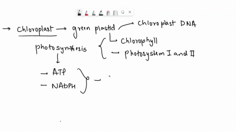 draw-chloroplast-and-label-all-membranes-and-compartments-20241