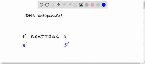 imagine-a-single-dna-strand-containing-a-section-with-the-following-base-sequence-5prime-gcattgg-c-3-92846