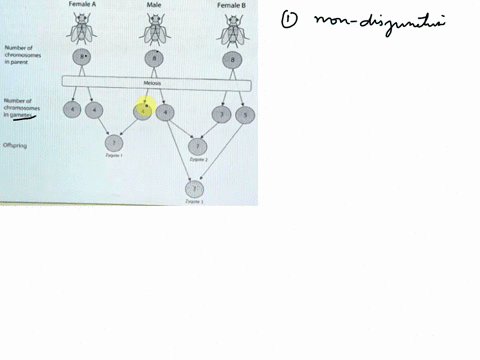 fruit-flies-normally-have-eight-chromosomes-the-diagram-below-shows-the-result-of-meiosis-in-three-fruit-flies-to-produce-gametes-with-the-number-of-chromosomes-indicated-the-male-then-mates-with-both