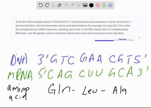 given-the-dna-template-strand-3-gtcgaacgt-5-write-the-amino-acid-sequence-in-the-n-terminal-to-c-terminal-direction-use-the-threeletter-amino-acid-abbreviations-for-example-gluaspval-first-w-37617