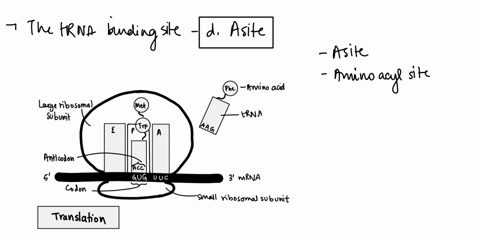 the-trna-binding-site-on-the-ribosome-is-called-select-one-a-e-site-b-p-site-c-e-p-a-site-d-a-site-02794