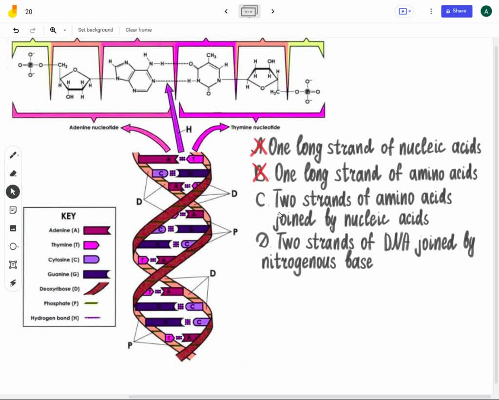 SOLVED: Question 23 of 25 Which best describes the structure of a DNA ...