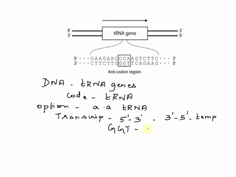 5-a-portion-of-the-dna-sequence-of-a-wild-type-trna-gene-is-shown-below-with-an-arrow-indicating-its-direction-of-transcription-of-the-trna-gene-the-boxed-sequence-corresponds-to-the-trnas-a-75347