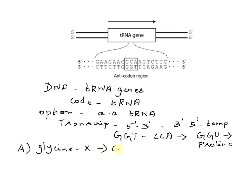 Solved: 5. A Portion Of The Dna Sequence Of A Wild-type Trna Gene Is 