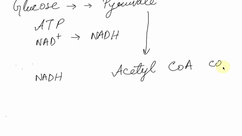 which-part-of-cellular-respiration-produces-the-most-nadh-how-many-please-explain-in-details-66437