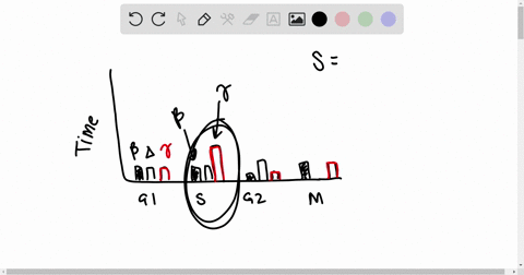 you-are-investigating-cell-division-among-three-cell-samples-the-graph-below-is-from-study-that-includes-the-length-of-time-spent-in-each-phase-of-the-cell-cycle-by-the-cells_-use-the-graph-41931