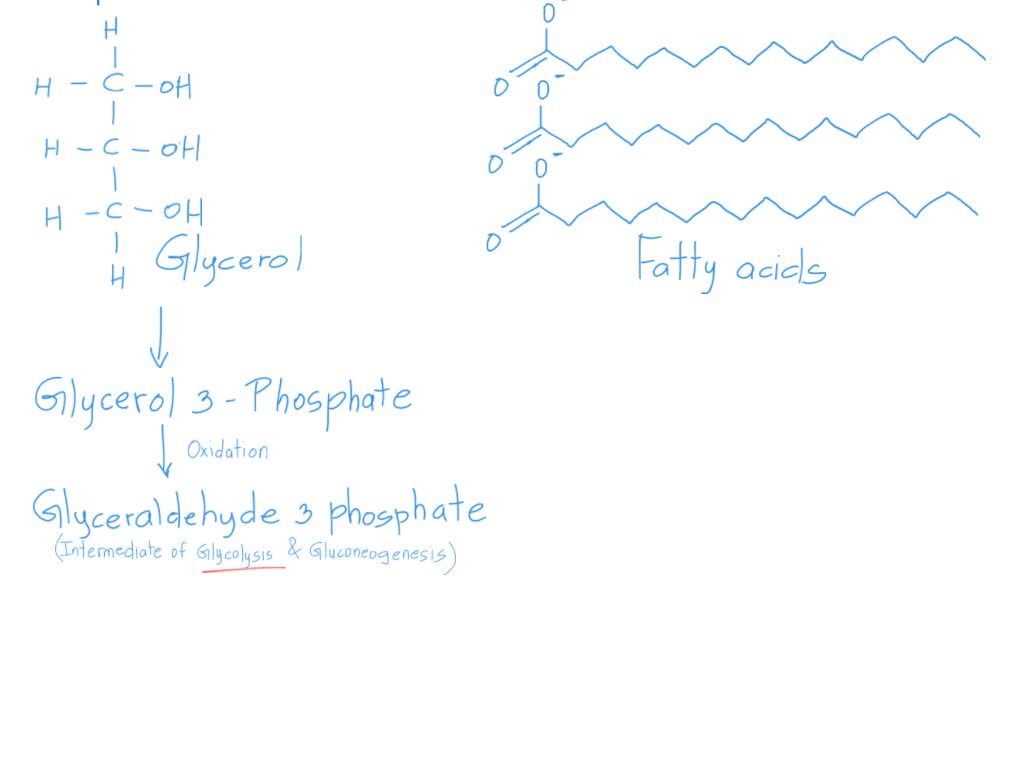 SOLVED In the catabolism of lipids they are broken down into glycerol