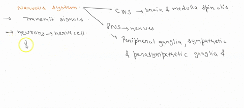 briefly-describe-the-overall-nervous-system-what-are-the-central-and-peripheral-nervous-systems-what-are-sensory-motor-and-integrative-neurons-where-are-these-found-overall-how-do-they-work-42592