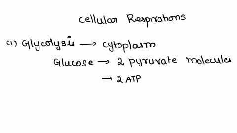 complete-the-following-paragraphs-on-cellular-respiration-and-then-arrange-them-chronological-order-dreg-iia-12z-bloche-belar-into-ibrls-coneci-oiutt-through-glycolysis-which-occurs-in-the-g-63602