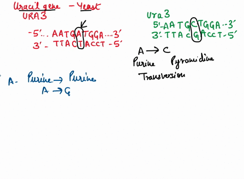 the-ura3-gene-is-required-t0-make-uracil-in-yeast-geneticist-obtained-yeast-strain-from-another-lab-for-an-experiment-and-discovered-it-is-auxotrophic-for-uracil-due-t0-mutation-in-the-ura3-66563