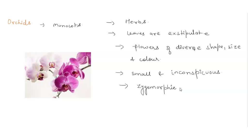 SOLVED Orchids (family Orchidaceae) are one of the most successful and