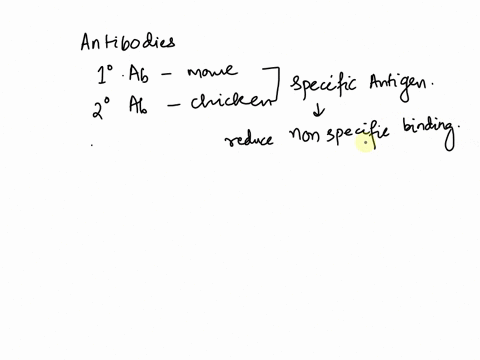 suppose-you-used-a-1-antibody-that-was-raised-in-mouse-and-then-used-a-2-antibody-that-was-anti-chicken-what-would-be-the-outcome-of-your-experiment-and-why-93822