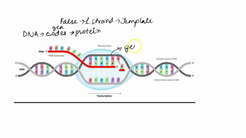 question-15-15-points-during-transcription-of-given-protein-coding-gene-both-strands-are-used-as-template_-true-false-83042