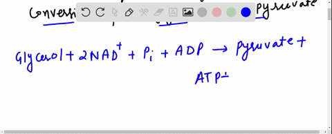 write-a-balanced-equation-for-the-conversion-of-glycerol-into-pyruvate-which-enzymes-are-required-in-52848