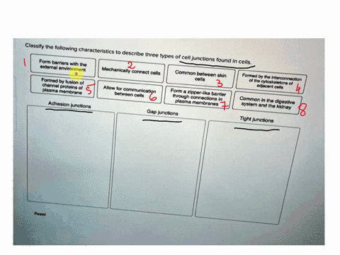 clossify-ihe-following-characteristlcs-to-describc-three-types-of-cell-junctions-form-barriers-wilth-the-found-in-cells-extomnel-enwironment-mechanicaly-connect-cells-common-between-skin-for-02851