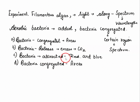 during-an-experiment-filamentous-green-algae-were-illuminated-with-light-along-spectrum-of-different-wavelengths-aerobic-bacteria-were-added-and-he-noticed-that-the-bacteria-congregated-in-c-94471