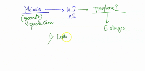 question-22-in-meiosis-homologous-chromosomes-align-next-to-one-another-during-prophase-il_-prophase-metaphase-ii-metaphase-11706