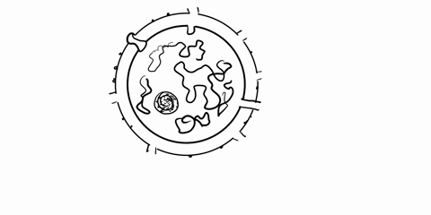 describe-the-structure-and-function-of-the-nucleus-chromosomes-nucleolus-and-eukaryotic-ribosomes-89239