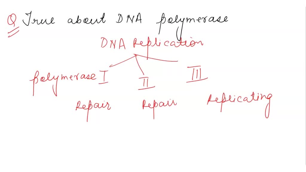 SOLVED Which of the following statements about DNA polymerases is TRUE? DNA polymerase has 3