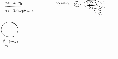 meiosis-ii-follor-one-daughter-ccl-rom-melosis-no-interphase-stagc-pioldv_-sijgc-ploldy-stage-ploidy-stage-ploldy-3-stoce-ploidy-68247