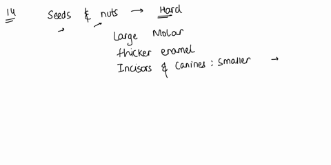 question-14-3-points-what-traits-of-hominin-teeth-were-associated-with-the-shift-from-fruits-and-leaves-to-eating-seeds-and-nuts-eating-primarily-choose-all-the-true-responses-large-molars-m-84363