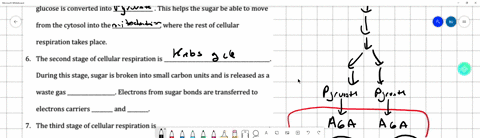the-first-stage-of-cellular-respiration-is-glycolysis-during-glycolysis-the-sugar-glucose-is-converted-into-this-helps-the-sugar-be-able-to-move-from-the-cytosol-into-the-where-the-rest-of-c-14726