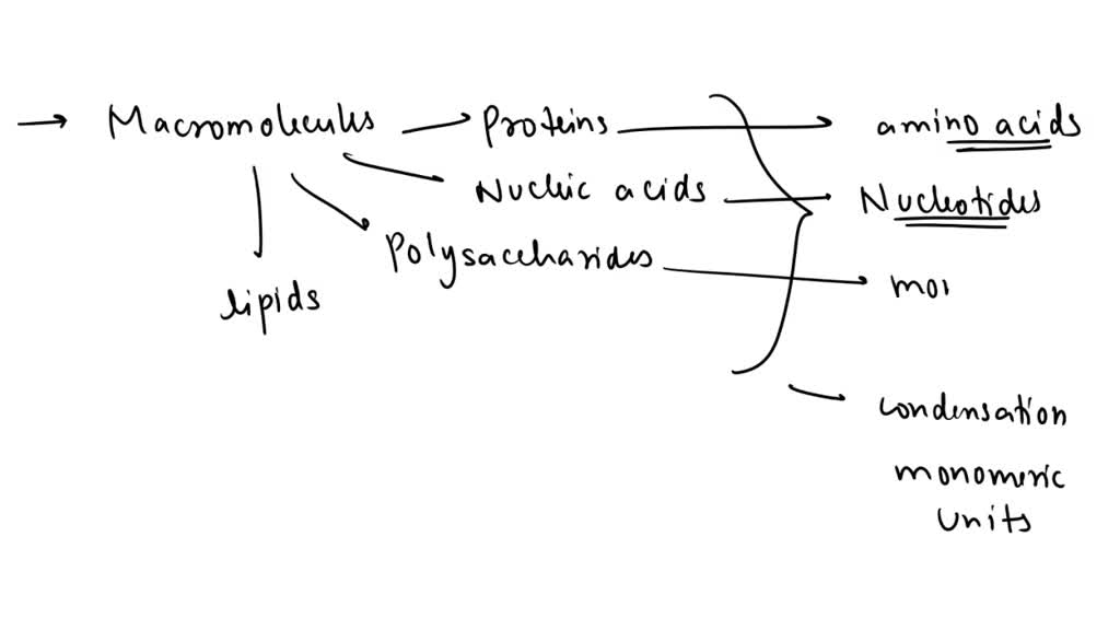 SOLVED True or False? Explain. Proteins, nucleic acids, polysaccharides and lipids are all very