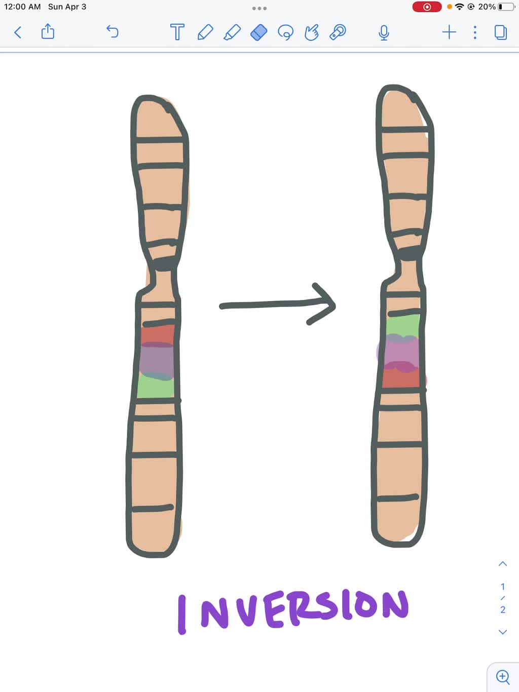 SOLVED: Which Chromosomal Change Is Represented? A) Deletion B ...