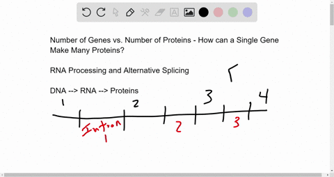 what-do-the-numbers-of-different-proteins-encoded-in-the-genome-differ-from-the-number-of-genes-how-can-a-single-gene-result-in-multiple-proteins-96779