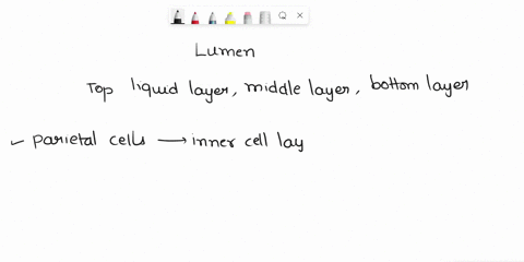 in-the-lumen-of-the-stomach-and-intestines-the-top-liquid-layer-contains-__________-while-the-middle-layer-is-__________-and-the-bottom-layer-just-above-the-mucosal-epithelium-is-___________-49955