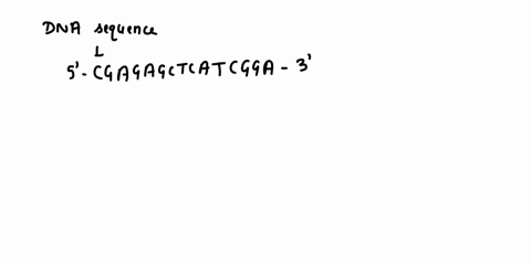 cansk-tis-bit-cfdia-from-gome-gene-cgagagctcatcgga3-gctcicgagiaggcis-thepy-jrd-oftbe-dna-de-traoiptoo-emplzte-tedna_-mat-md5-endy-343-du-show-the-baye-gequence-m-be-mrna-unscnbed-fon-6-1-pl-47167
